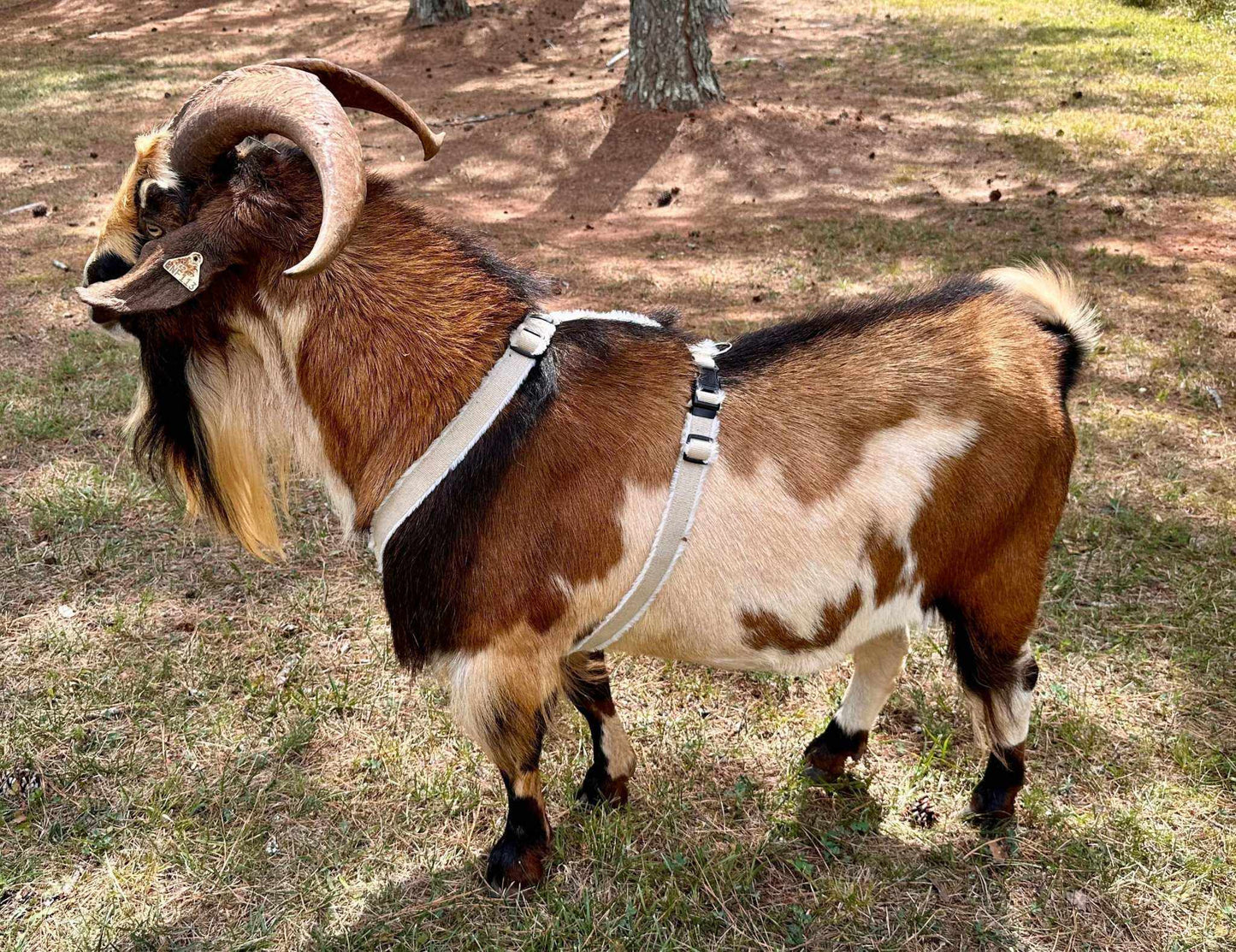 Goat Harness - Adjustable Hemp Multi-Clasp Harness for Livestock