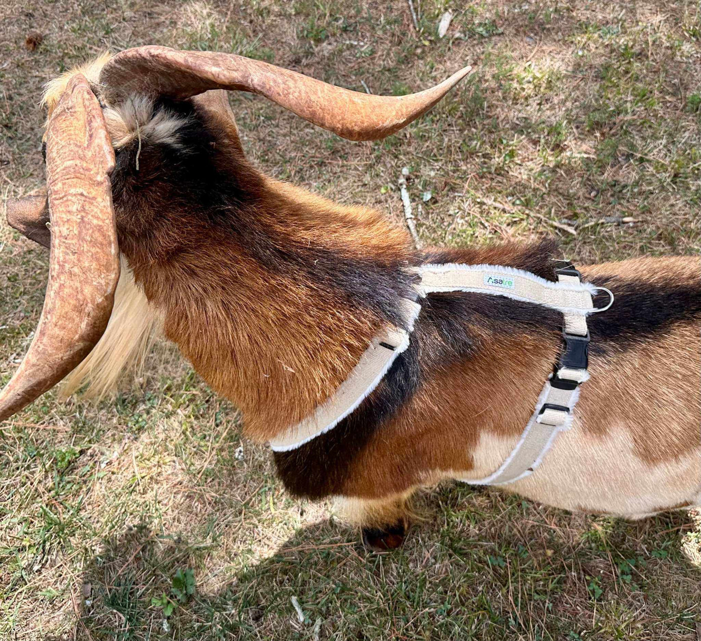 Goat Harness - Adjustable Hemp Multi-Clasp Harness for Livestock