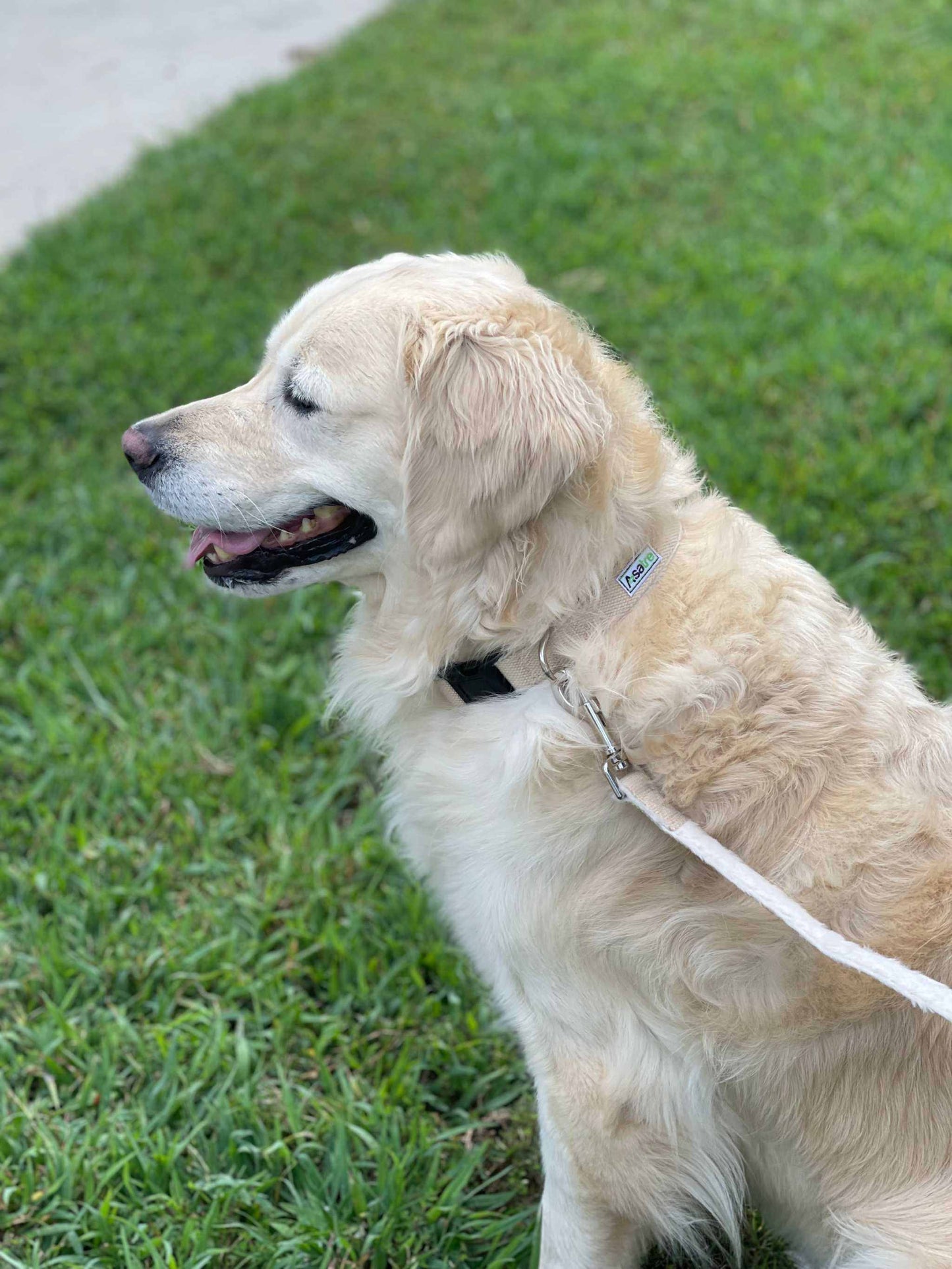 Hemp Dog Collar and Leash Set (Beige)