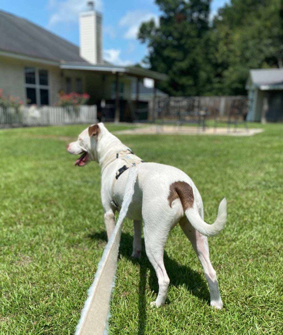 Adjustable Dog Harness - Premium Multi-Clasp