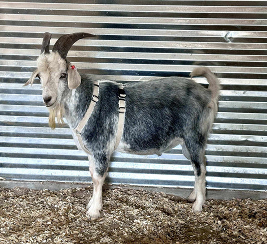 Goat Harness - Adjustable Hemp Multi-Clasp Harness for Livestock