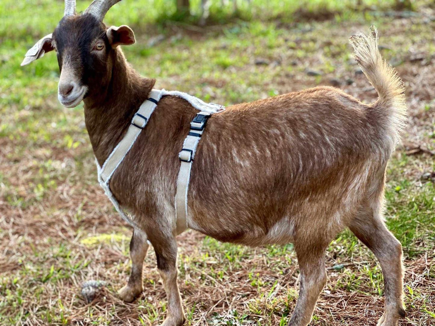 Goat Harness - Adjustable Hemp Multi-Clasp Harness for Livestock