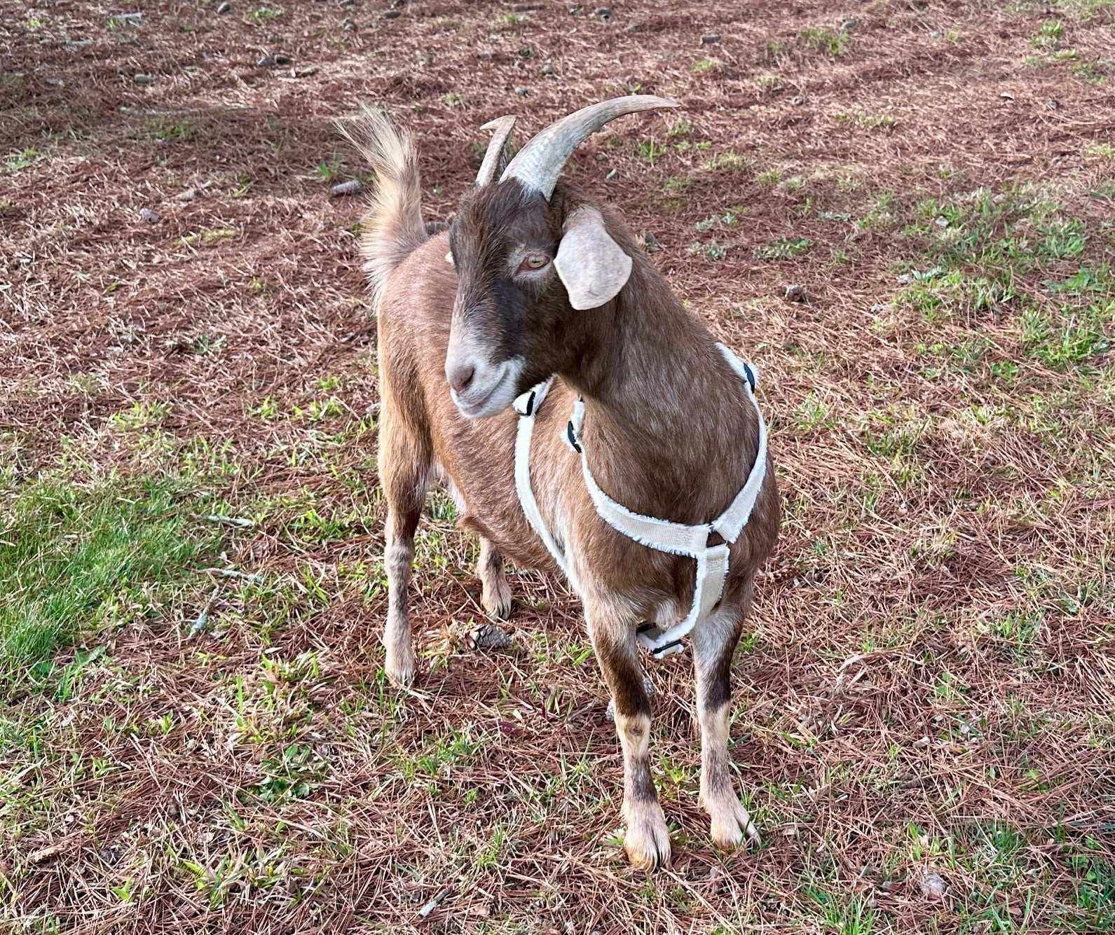 Goat Harness - Adjustable Hemp Multi-Clasp Harness for Livestock