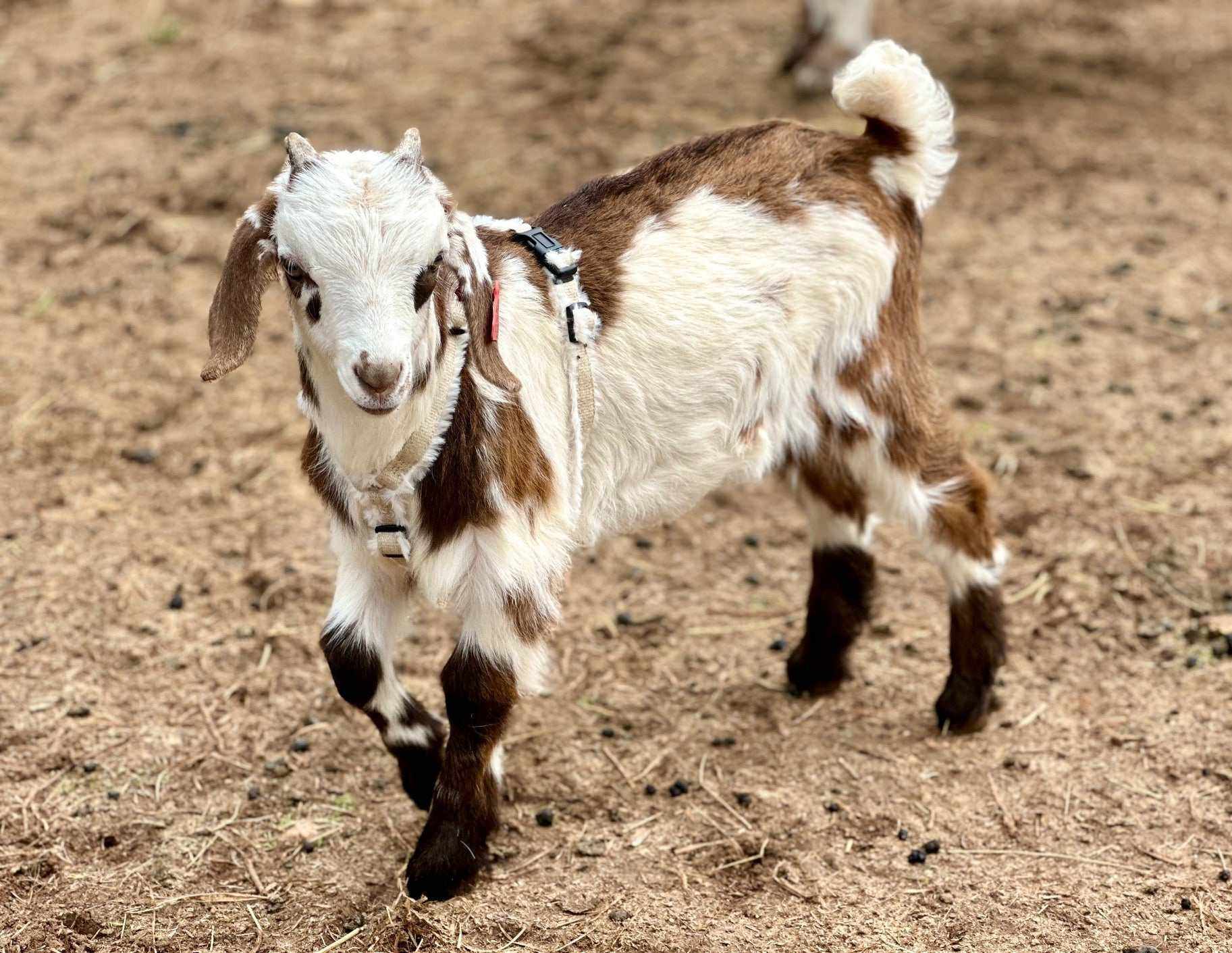 Goat Harness - Adjustable Hemp Multi-Clasp Harness for Livestock