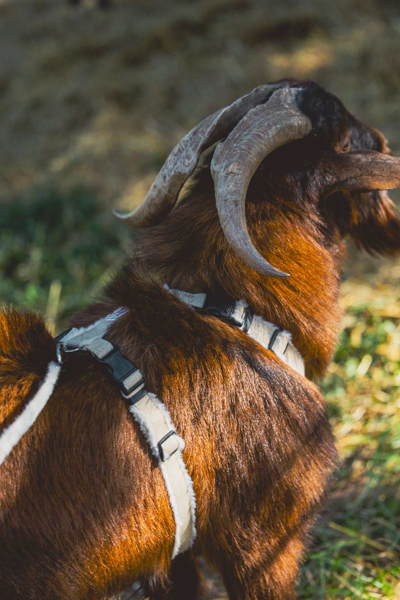 Goat Harness - Adjustable Hemp Harness for Livestock