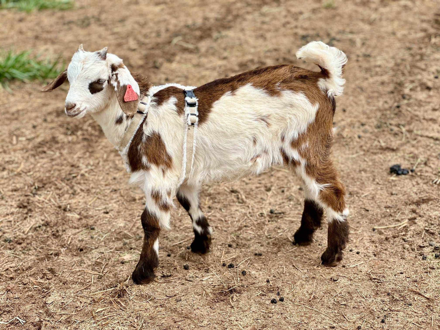 Goat Harness - Adjustable Hemp Multi-Clasp Harness for Livestock