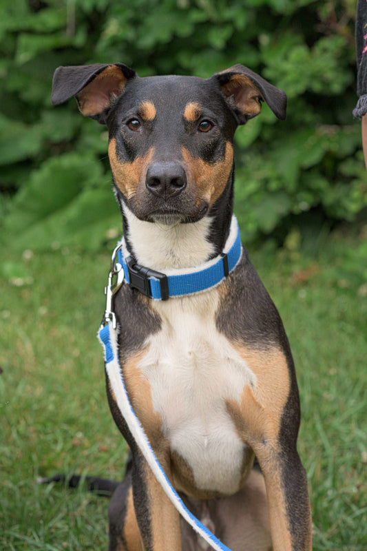 Dog wearing a blue collar and leash on grass