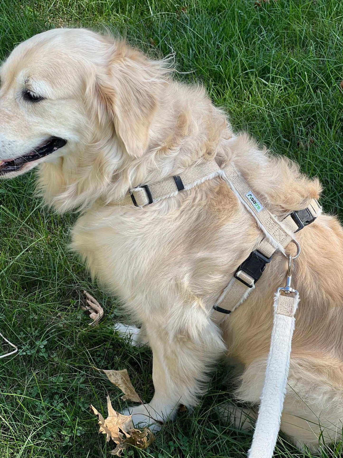 Adjustable Dog Harness - Premium Multi-Clasp