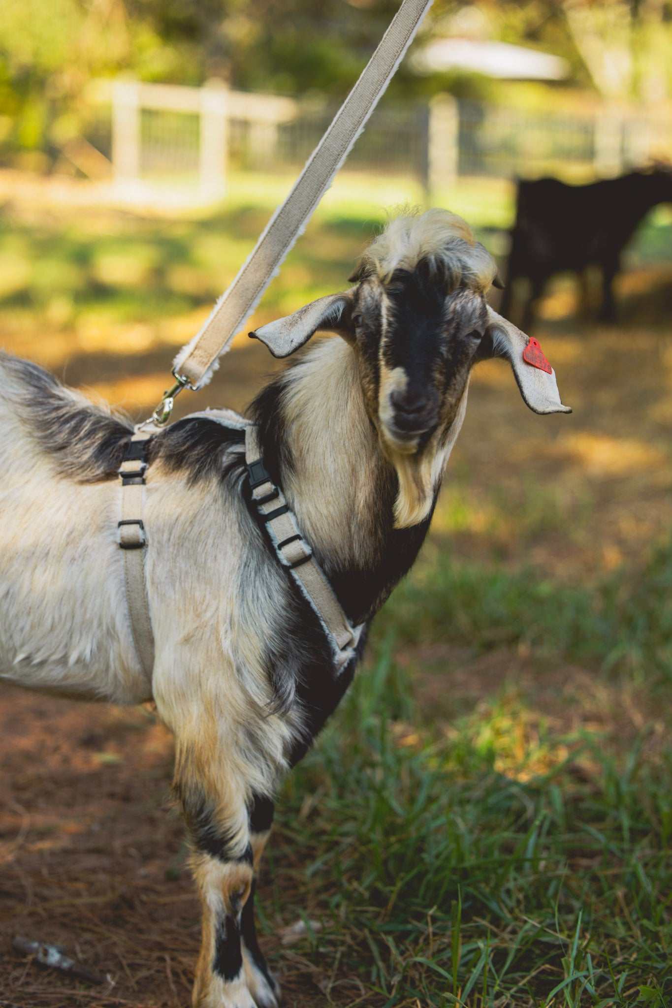 Adjustable hemp goat harness with multi-clasp design, ideal for livestock.