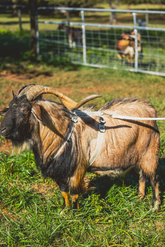 Hemp Goat Leash Livestock Lead Rope Adjustable Length Control Equipment Fleece Lined Comfort Design Durable Farm Tool Animal Handling Accessory Natural Fiber Construction Sturdy Quality Material Sustainable Option Show Ready Equipment