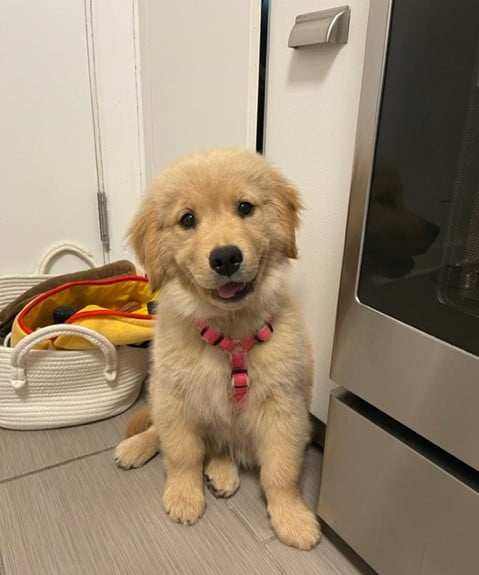 Durable Dog Harness - Hypo-Allergenic & Adjustable Comfort