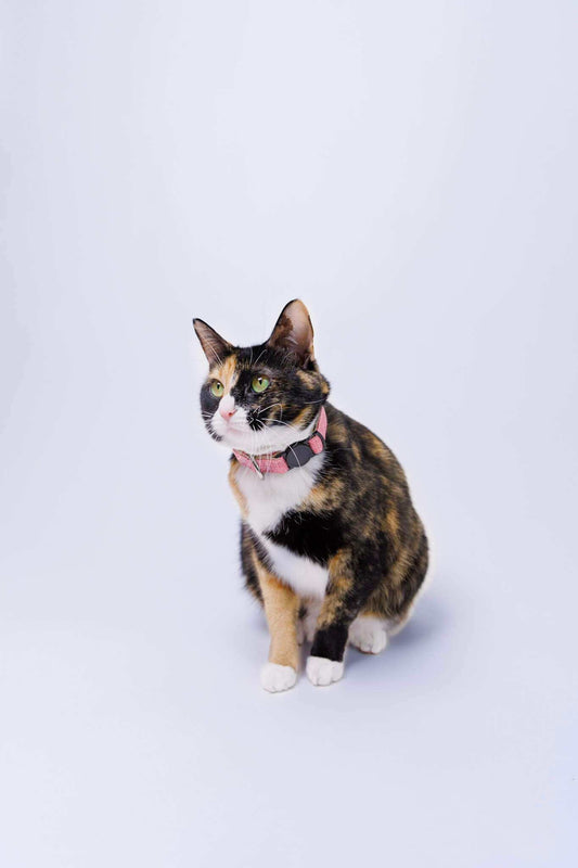 Breakaway Cat Collar - Eco-friendly Hemp Adjustable Collar