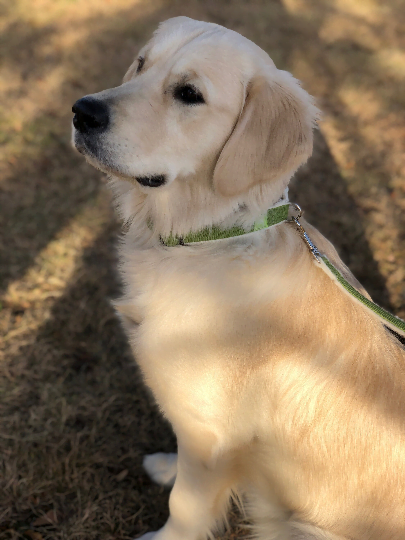 Asatre Hemp Collar and Leash