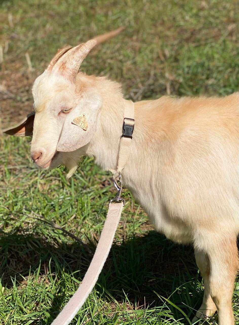 Goat Leash – 6 Foot Adjustable Hemp Livestock Lead with Fleece Lining