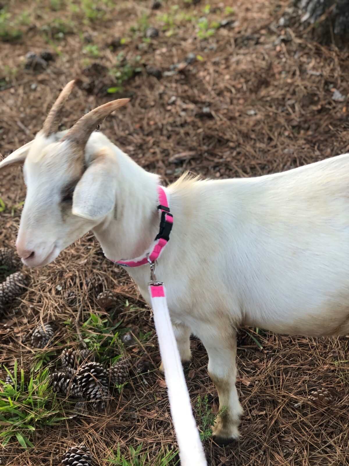Hemp Goat or Sheep Collar and/or Leash