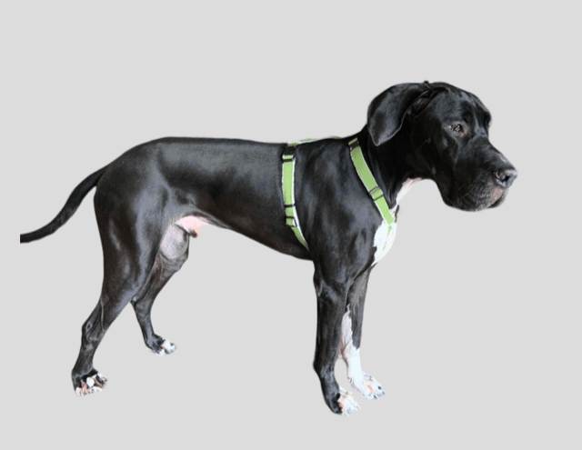 Hemp Harness XL - Great Dane by Asatre