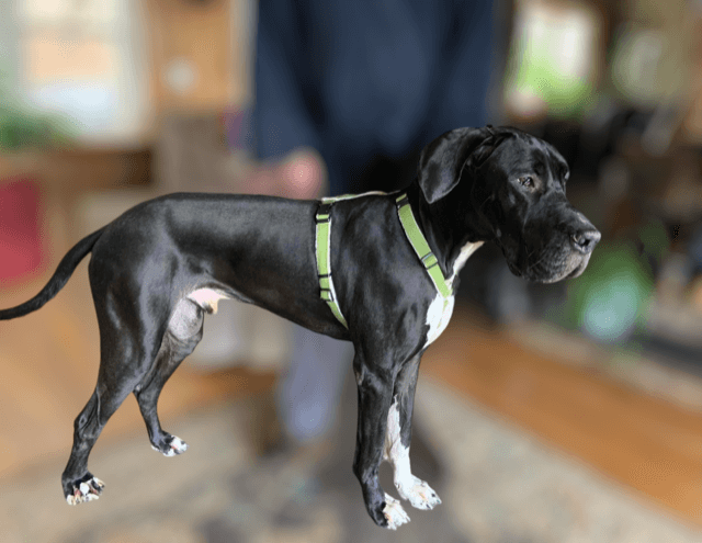 Hemp Harness XL - Great Dane by Asatre