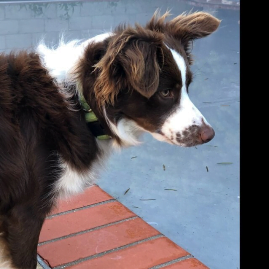 Asatre Hemp Collar- Green