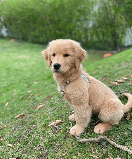 Durable Dog Harness - Hypo-Allergenic & Adjustable Comfort