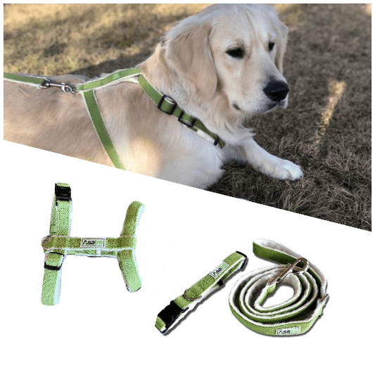 Hemp dog harness, collar, and leash set in green on a dog.