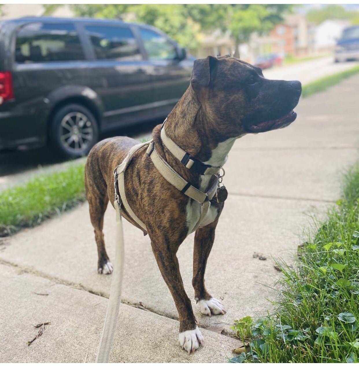 Asatre Harness, Leash, and Collar