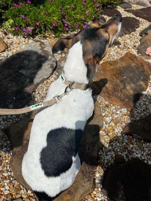 Hemp Dog Collar with Metal Buckle