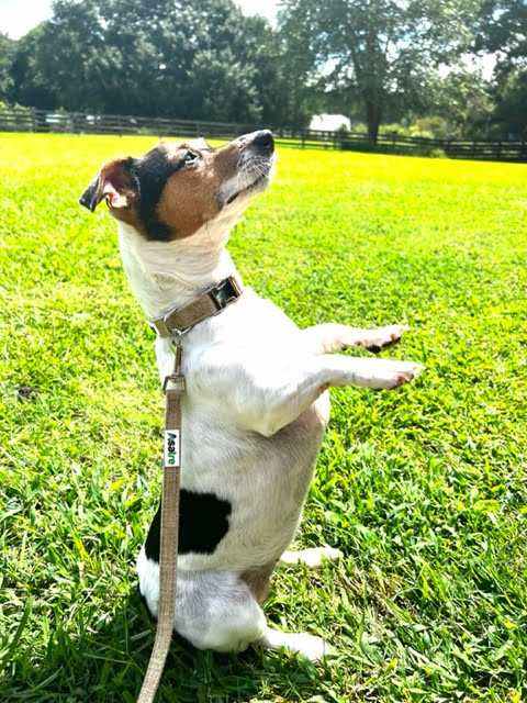 Hemp Dog Collar with Metal Buckle