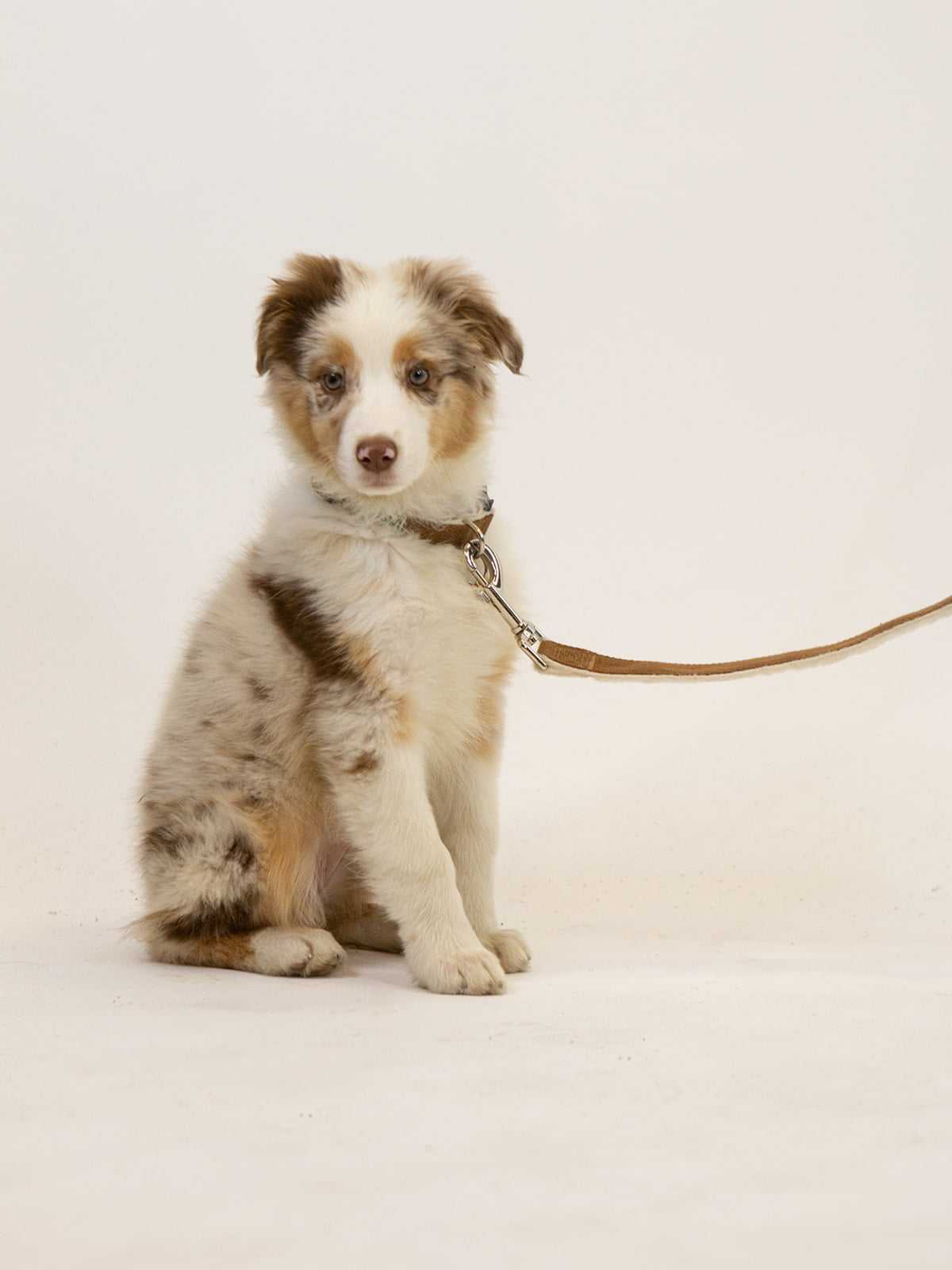 Puppy wearing durable hemp dog collar and matching leash set against plain background