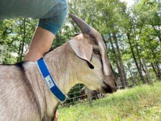 Hemp Dog Collar - Durable & Soft in All Colors & Sizes|Asatre