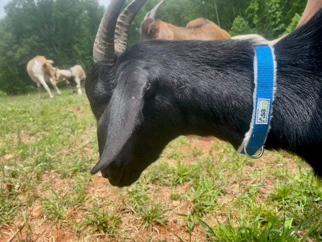Hemp Dog Collar - Durable & Soft in All Colors & Sizes|Asatre