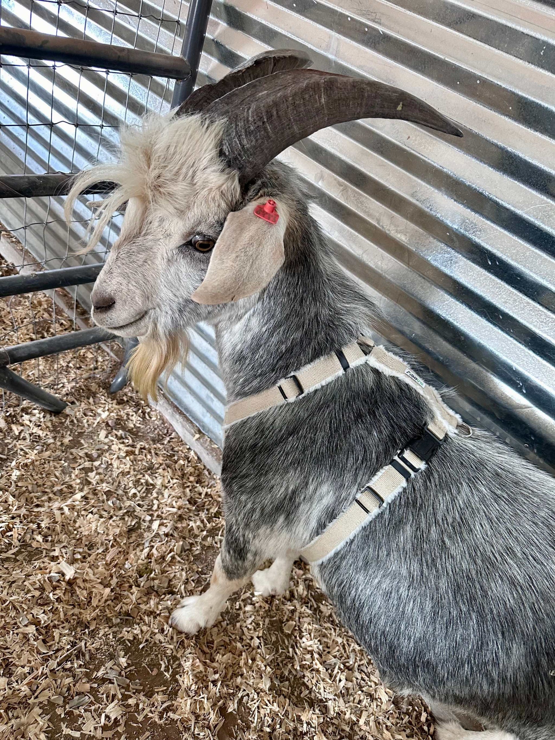 Goat Harness - Adjustable Hemp Multi-Clasp Harness for Livestock