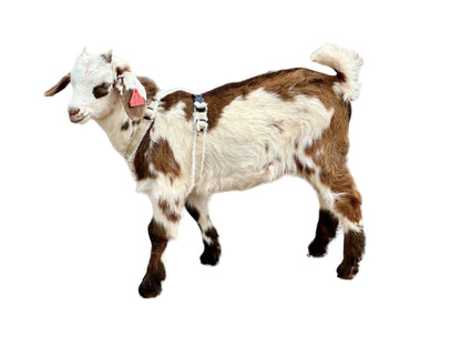 Goat Harness – Adjustable Hemp Fleece-Lined Ecofriendly Farm Animal