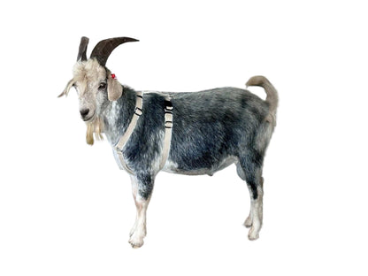 Goat Harness – Adjustable Hemp Fleece-Lined Ecofriendly Farm Animal