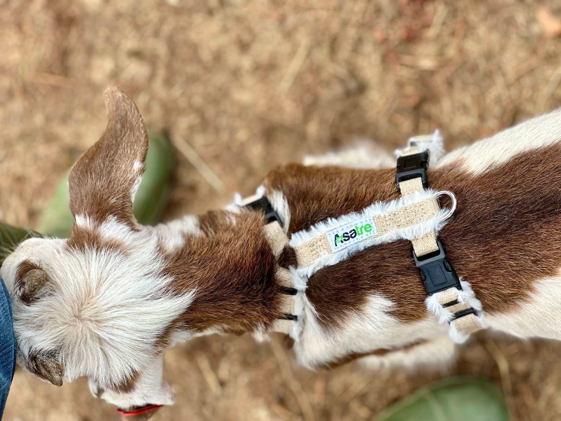 Goat Harness - Adjustable Hemp Multi-Clasp Harness for Livestock