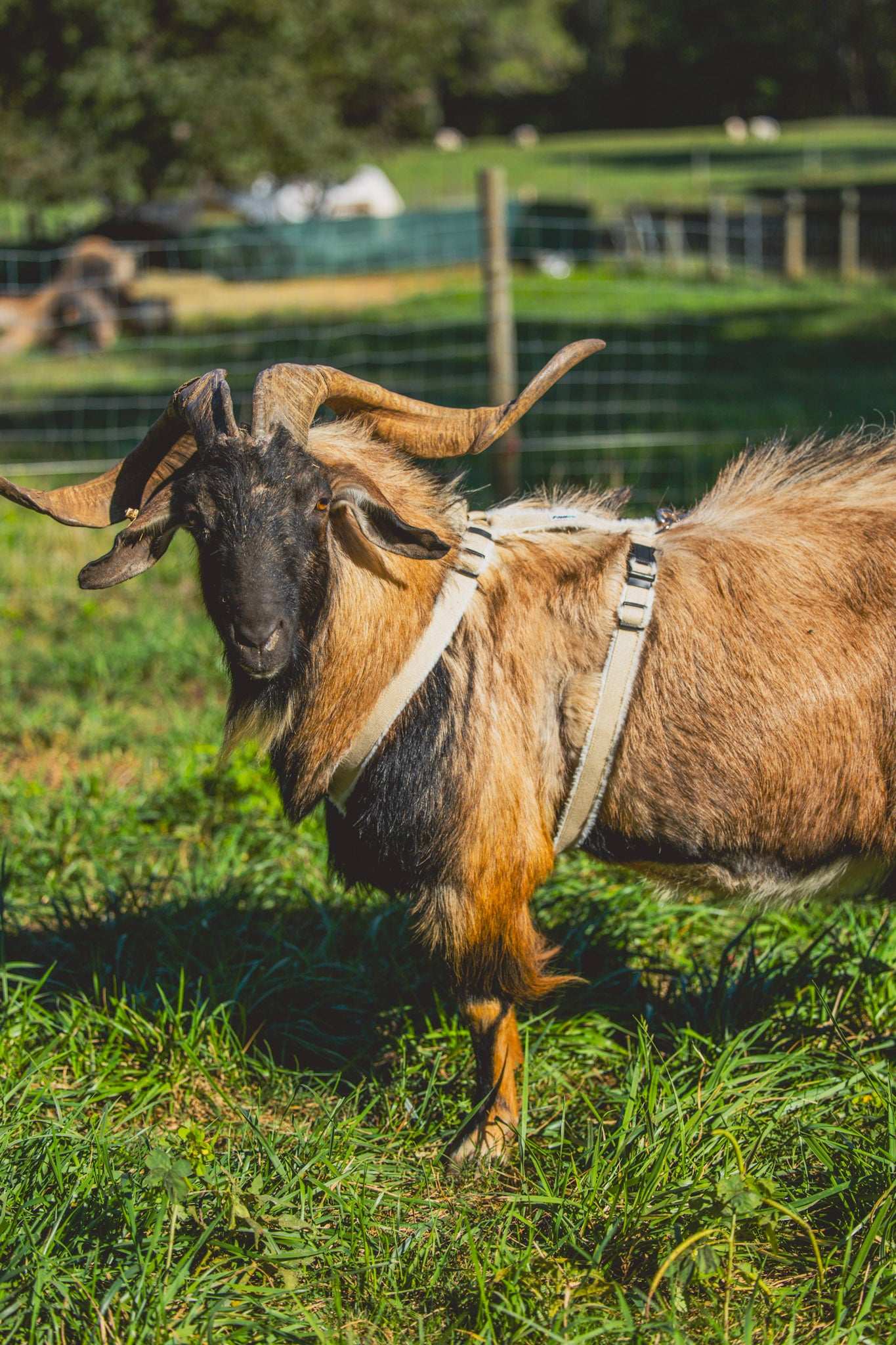 Goat Harness - Adjustable Hemp Harness for Livestock