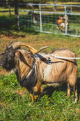 Goat Leash - Hemp Livestock Lead 6'