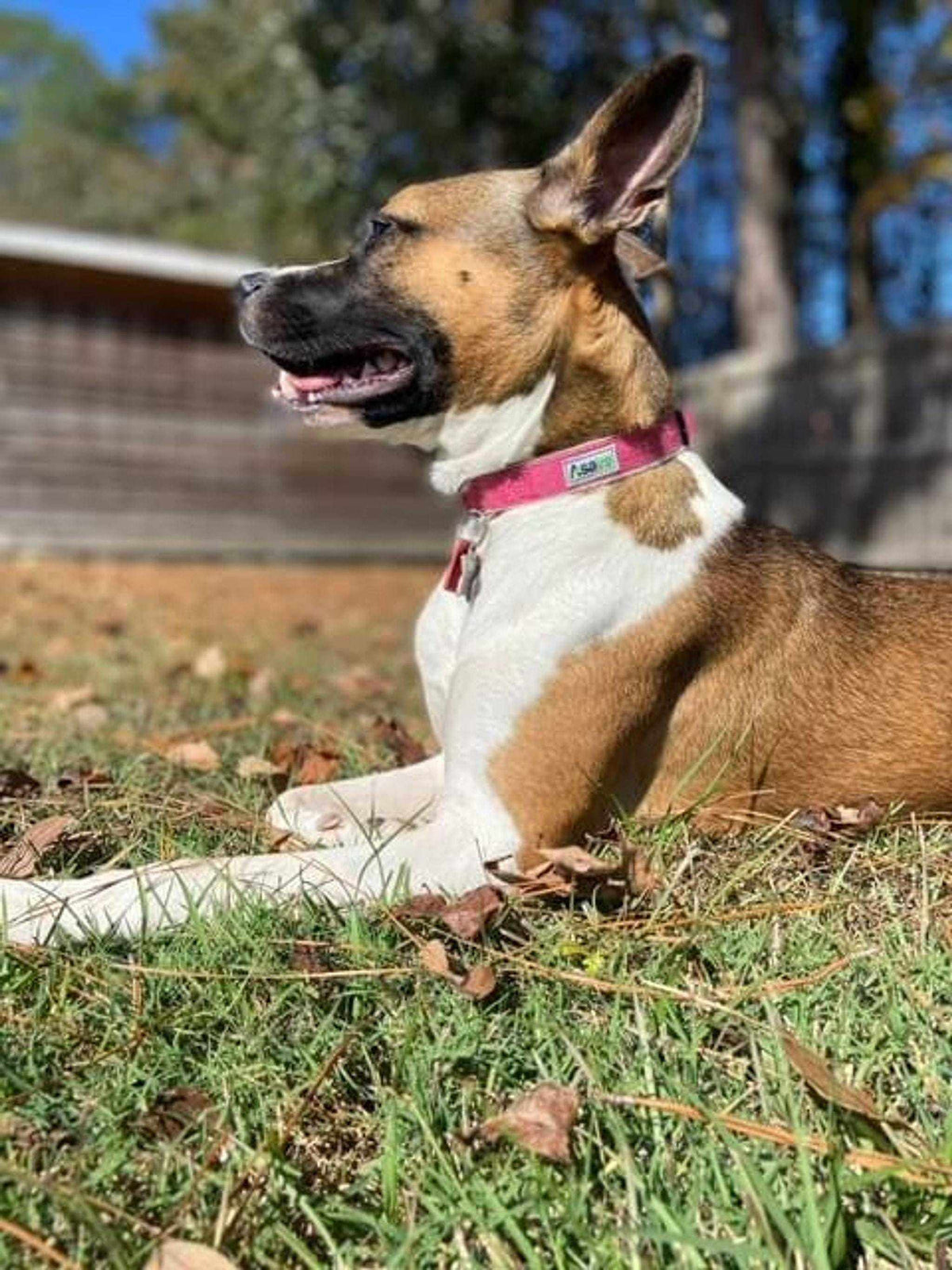 Hemp Dog Collar in bright pink hemp webbing with a small label, worn by a tan and white dog
