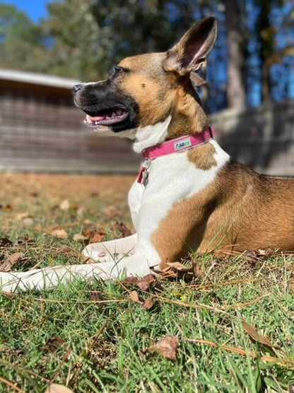 Hemp Dog Collar in bright pink hemp webbing with a small label, worn by a tan and white dog