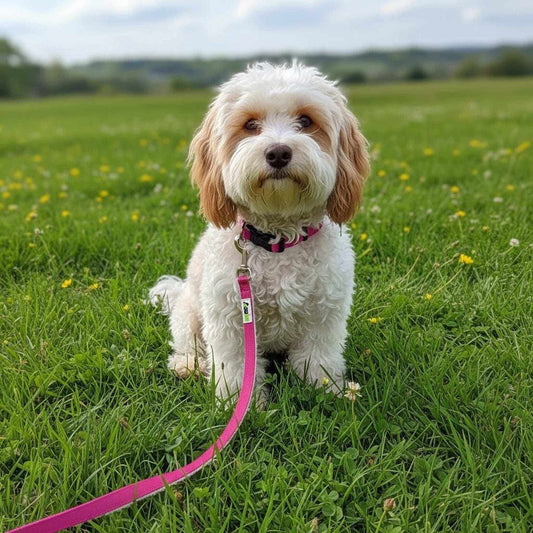 Hemp Dog Collar in bright pink with a matching leash, worn by a fluffy white dog; collar has dark accents