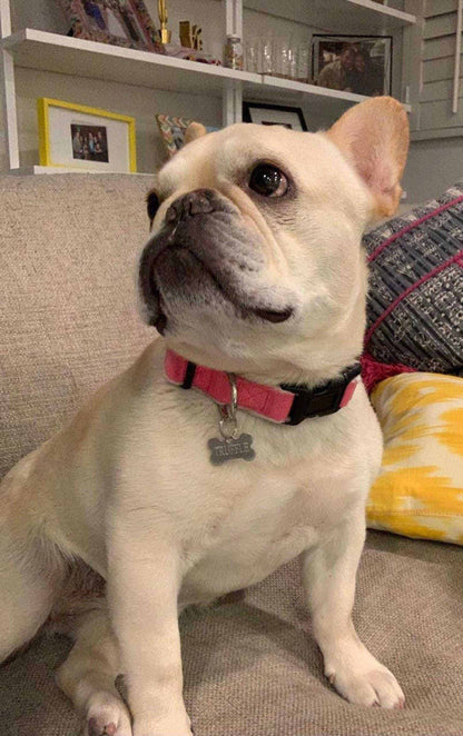 Hemp Dog Collar in pink woven material with a black inner lining, plastic buckle and metal leash ring, worn by a dog