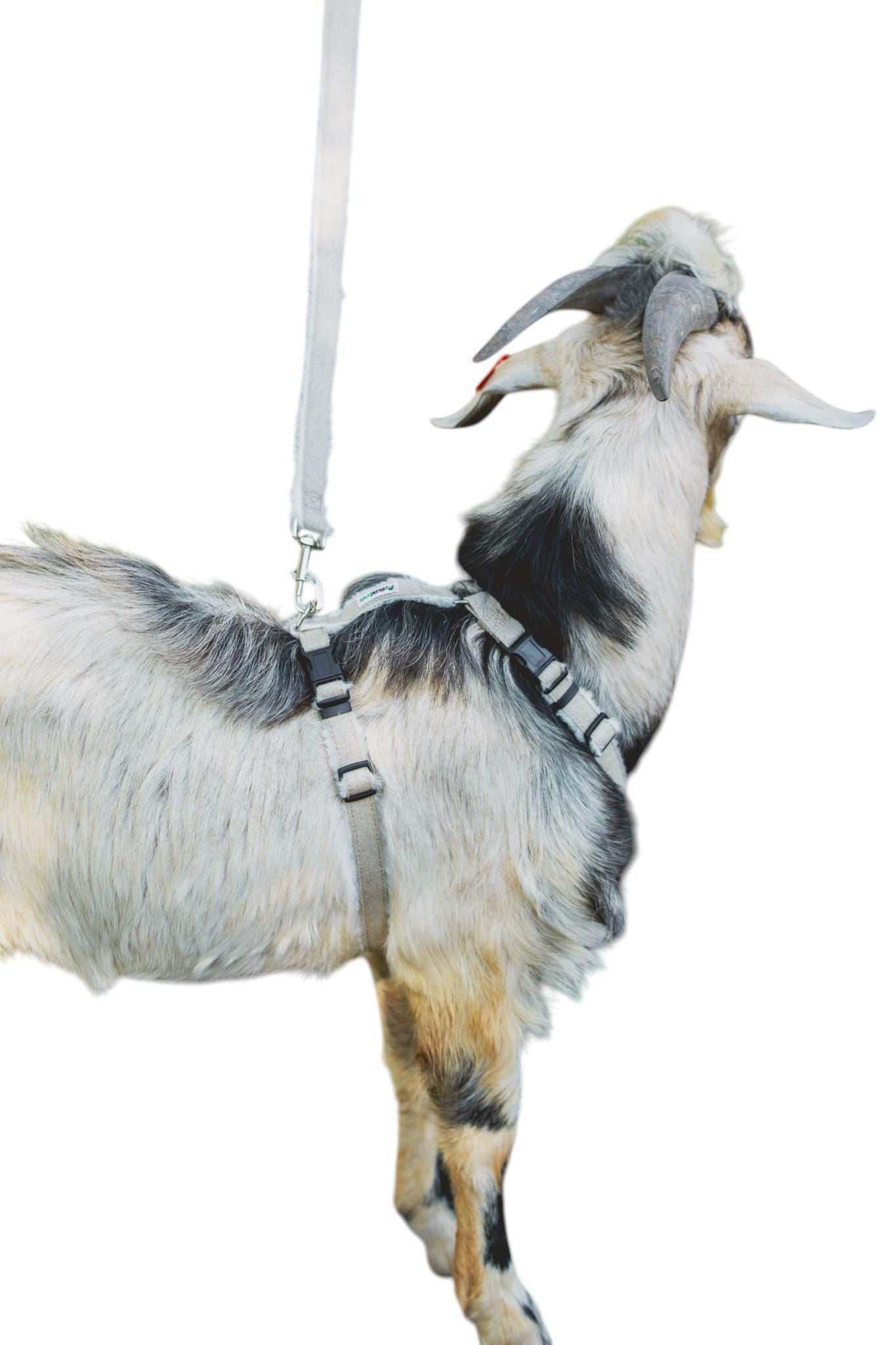 Fleece Lined Goat Leash Hemp Livestock Lead Natural Fiber Comfort Design Farm Animal Handling Equipment Six Foot Length Daily Activities Perfect Show Training Walking Hypoallergenic Antimicrobial Odor Resistant Construction Durable