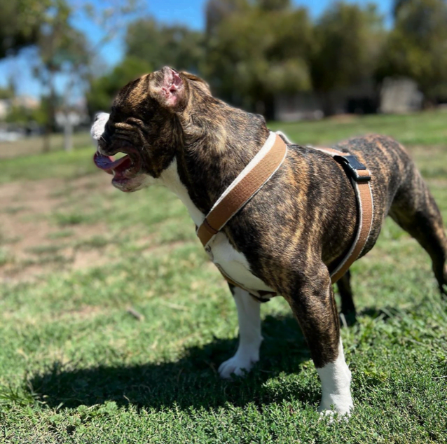 Hemp Dog Harness - (Red, Blue, Green, Black, Beige, or Pink)