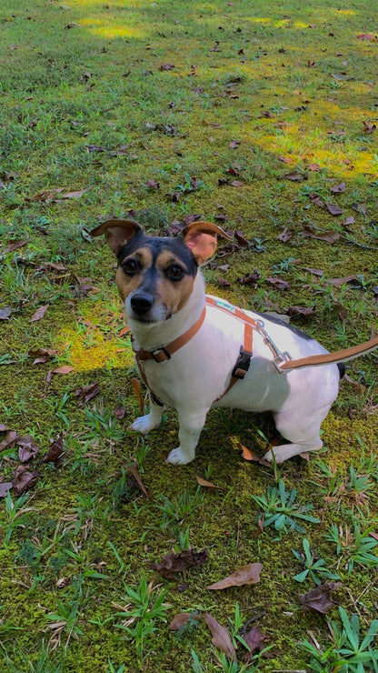 Hemp Dog Harness - (Red, Blue, Green, Black, Beige, or Pink)