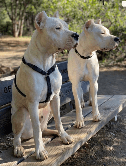 Hemp Dog Harness - (Red, Blue, Green, Black, Beige, or Pink)