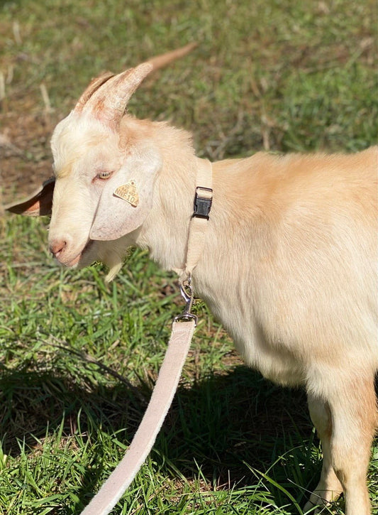 Hemp Goat Collar
