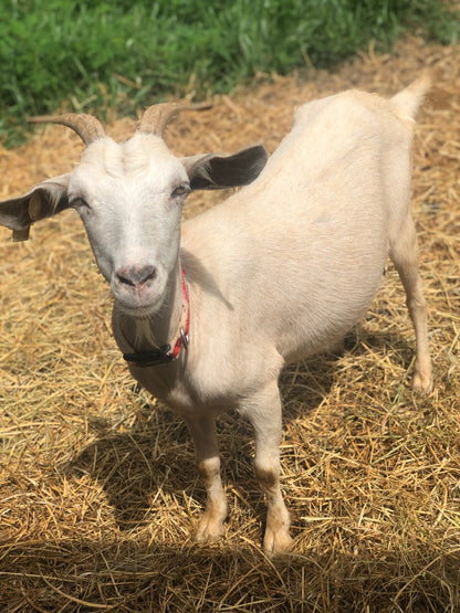 Hemp Goat or Sheep Collar and/or Leash