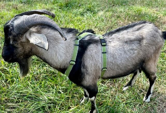 Hemp Goat Harness - Asatre
