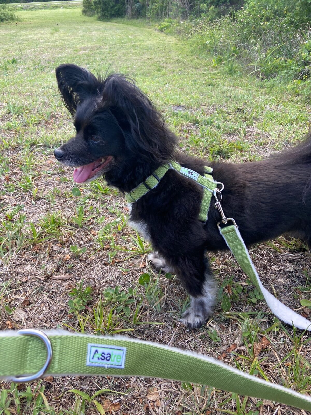 Hemp Dog Harness, Collar, and Leash Set (Green)