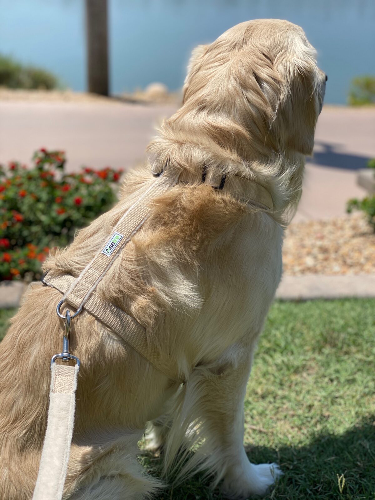 Hemp Dog Harness - (Red, Blue, Green, Black, Beige, or Pink)