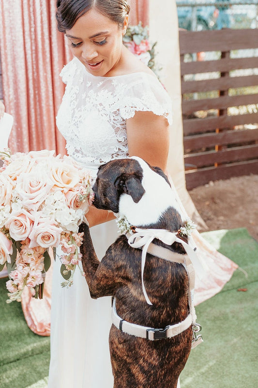 Asatre Wedding Dog Harness